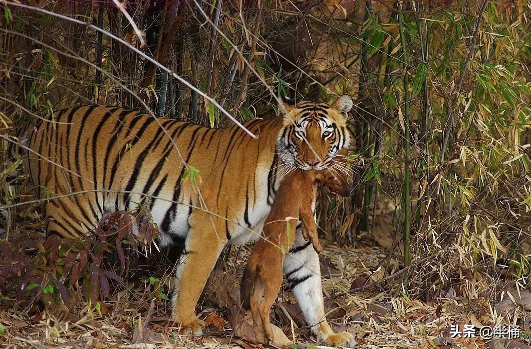 豺狼虎豹为什么豺能够位居第一位,豺狼虎豹里的豺指的是哪种动物