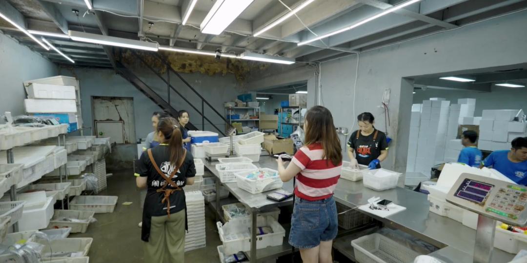 做海鲜直播一年能赚多少钱,返乡创业90后夫妻回家喂牛直播