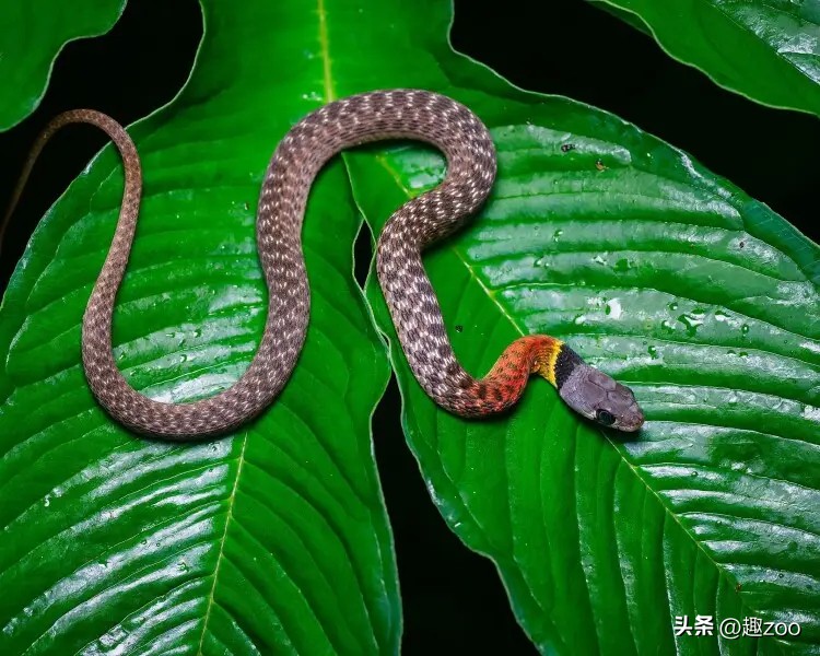 世界上的大蛇十大排名,中国十大蛇排行