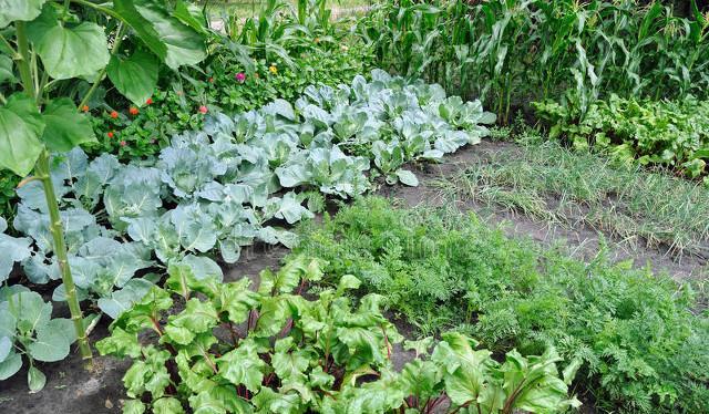 面包夹知识,面包夹心冷知识