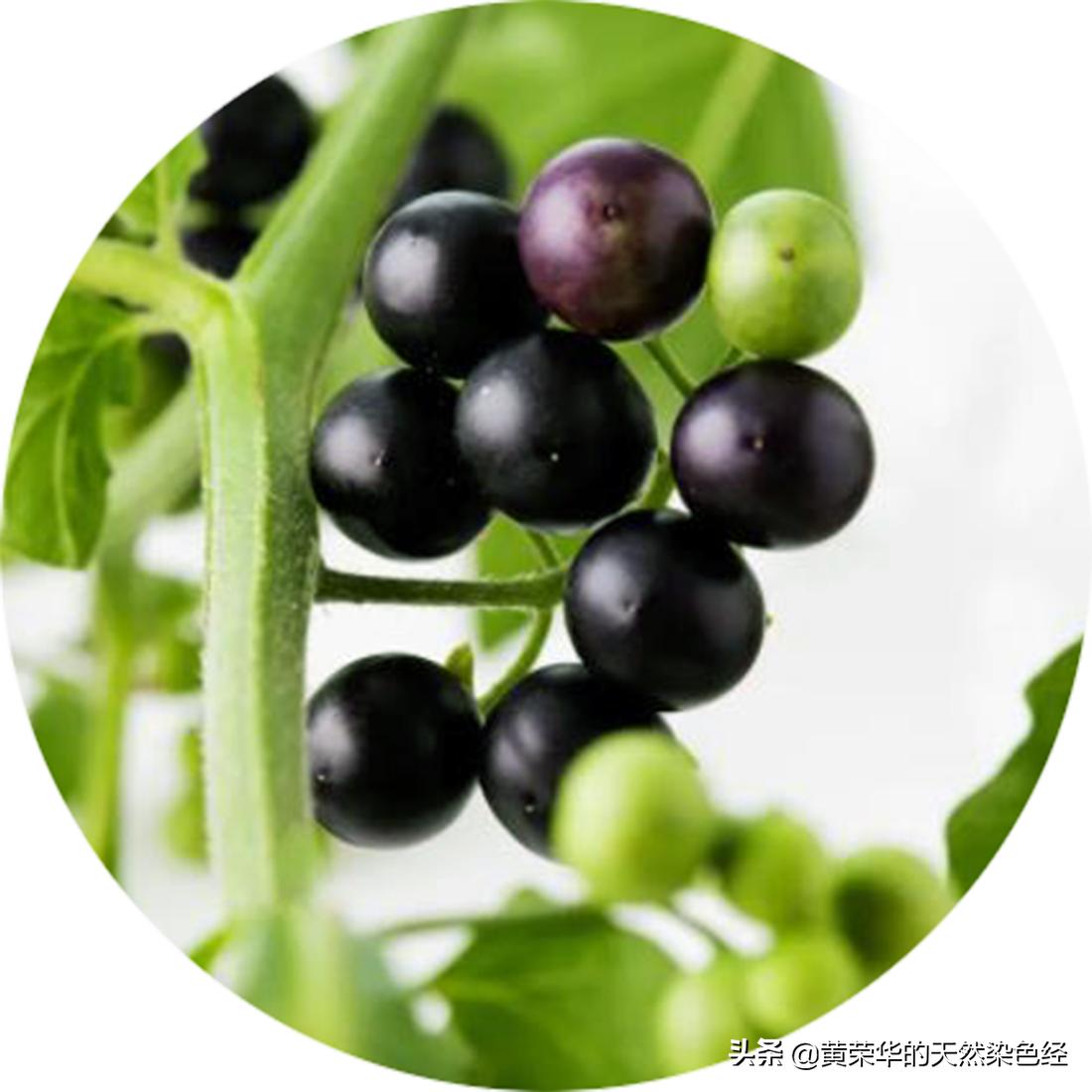 植物彩染,火龙果植物染色教程