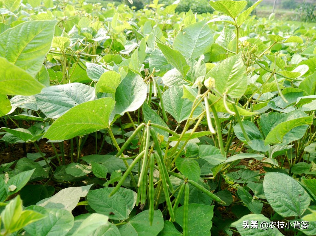 绿豆种植方法及种植时间,绿豆怎么种植和生长过程
