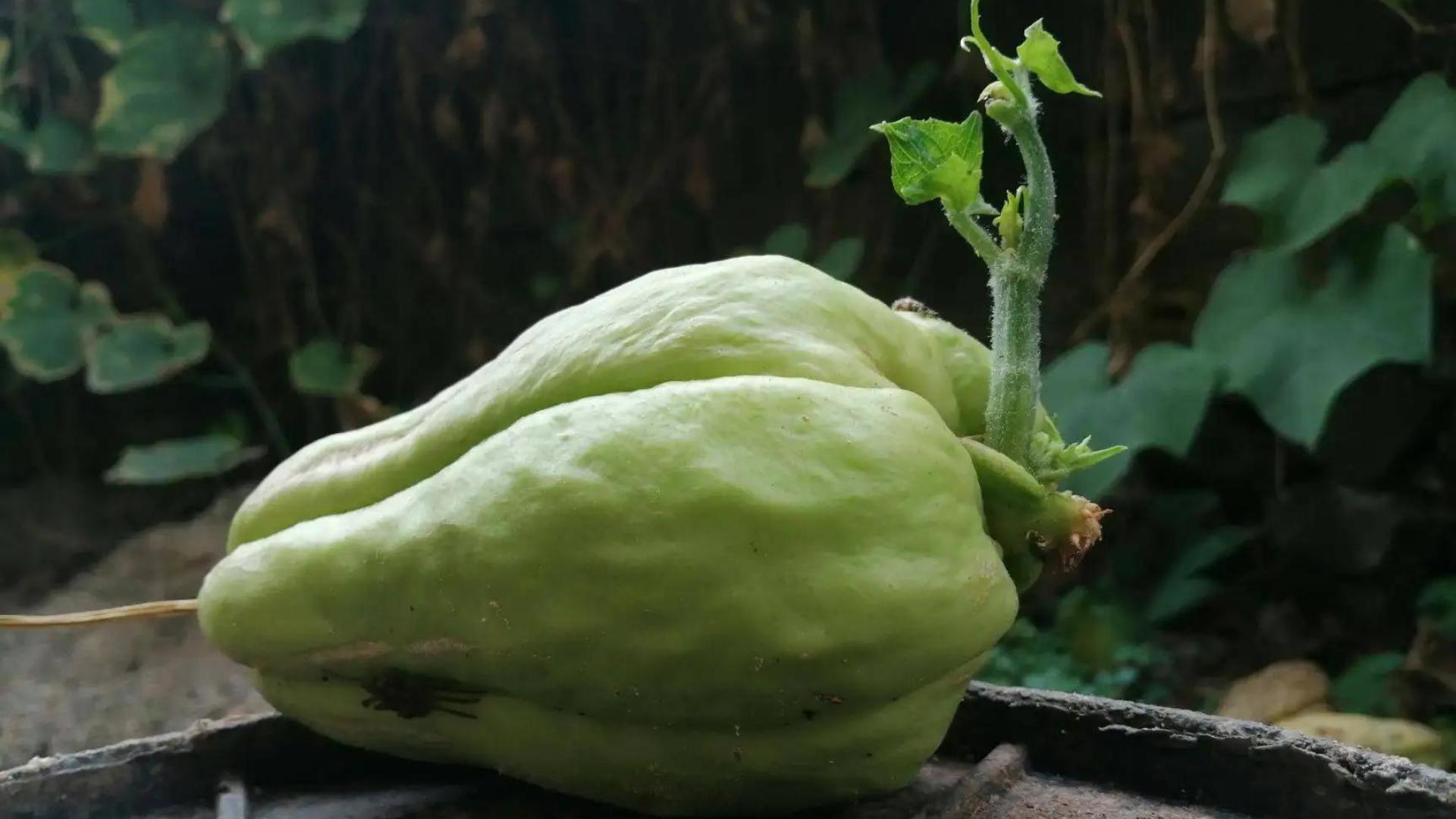 佛手瓜催芽育苗的全过程,种佛手瓜的方法以及幼苗怎么培养