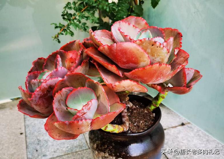 多肉长时间不发根怎么办,多肉为什么老是不服盆