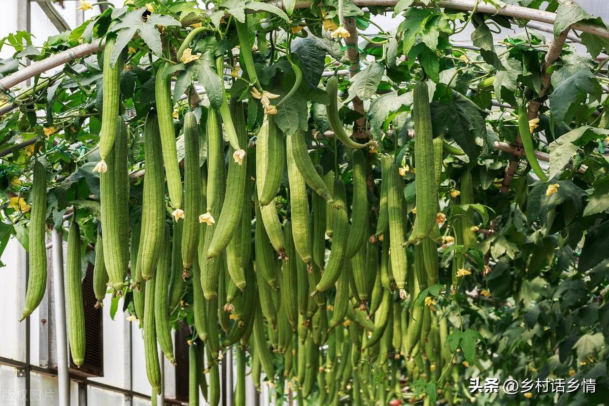 黄瓜南瓜丝瓜的花多半都不会结果,节节瓜开花后怎样才能结瓜