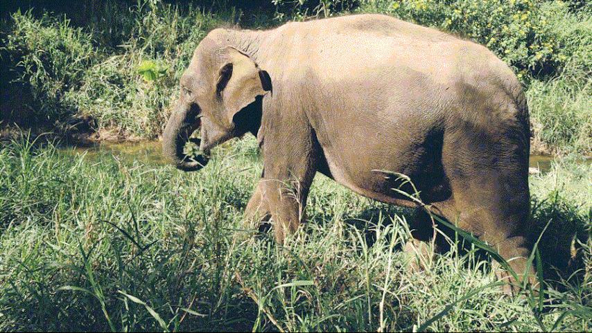 cop15大会高清图,cop15第二阶段会议有哪些人出席