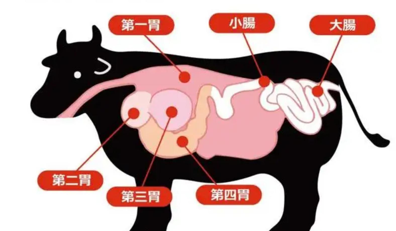 牛身上掏一个洞这对牛有何影响,为什么会在牛身上开洞