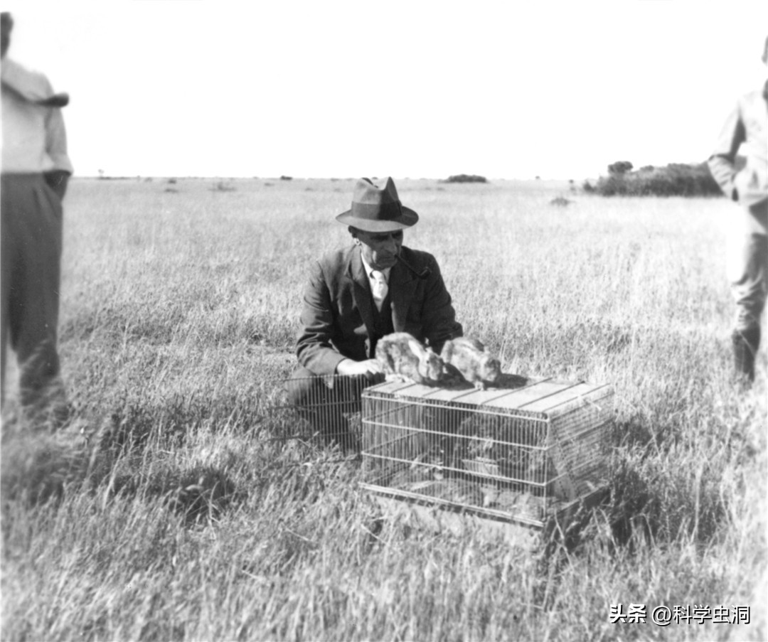 澳洲的野兔泛滥成灾的主要原因,澳洲野兔泛滥的时候究竟有多可怕