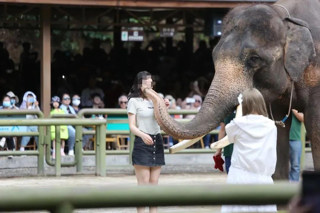 大象被铁链拴住,野象谷用针扎大象