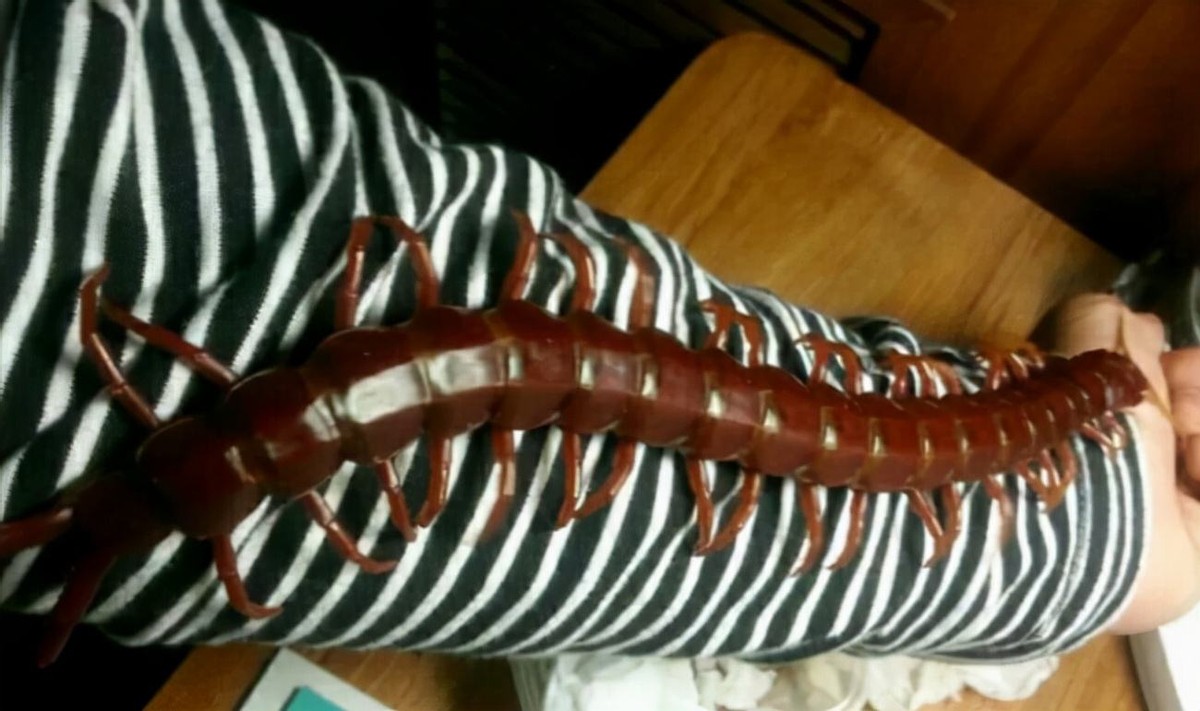 蜈蚣为什么是特别毒的虫,一般蜈蚣的毒性有多强