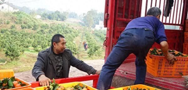 农村创业项目小成本零基础入门,真实农村创业项目