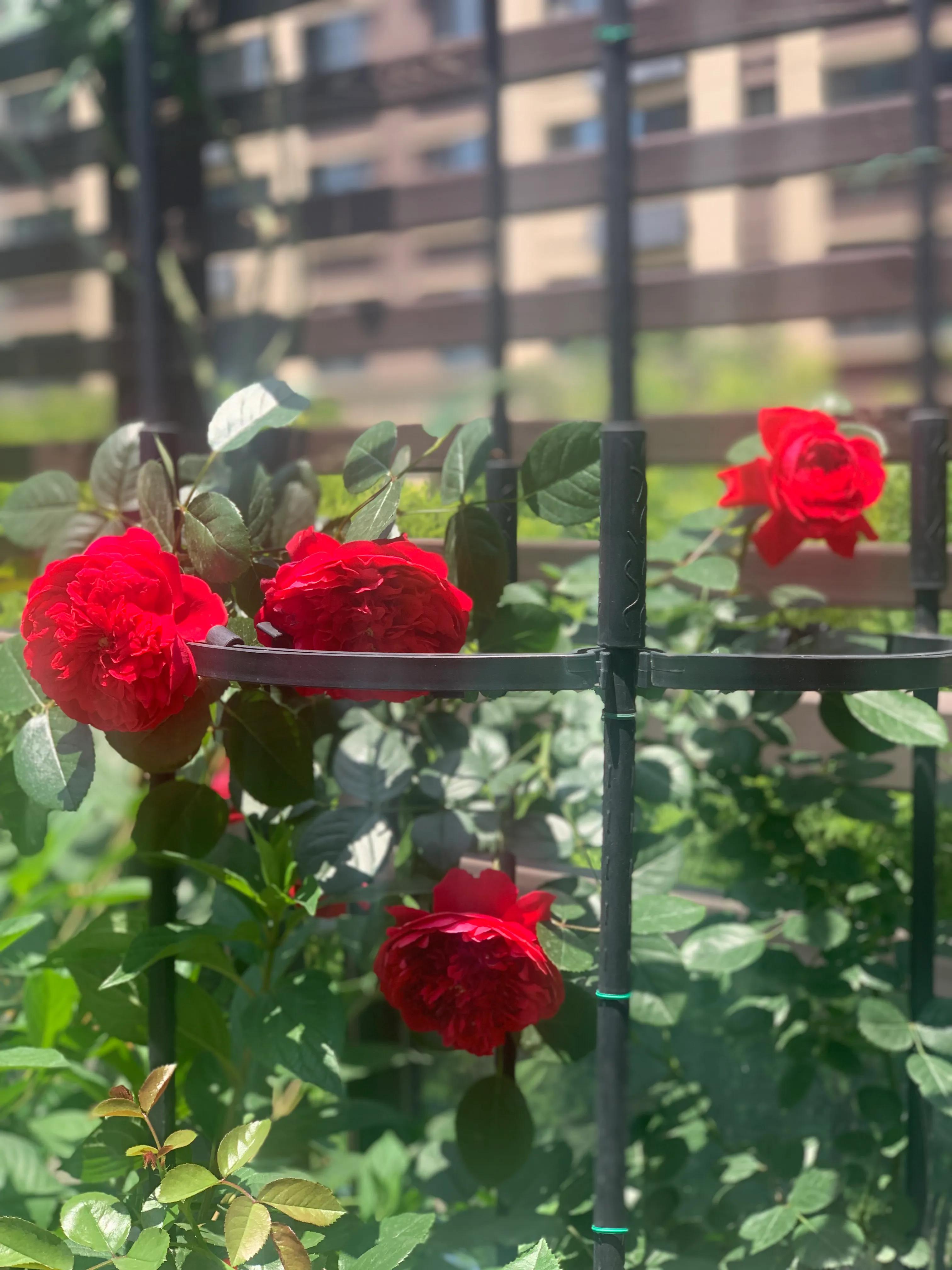 花期长又香的月季花园,花期超长又好养的经典月季