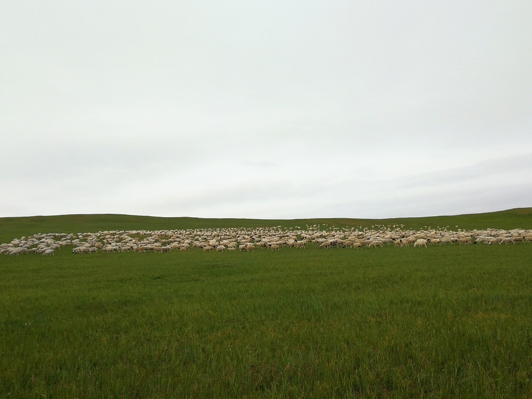 我们的草原,我们的草原是多么的辽阔