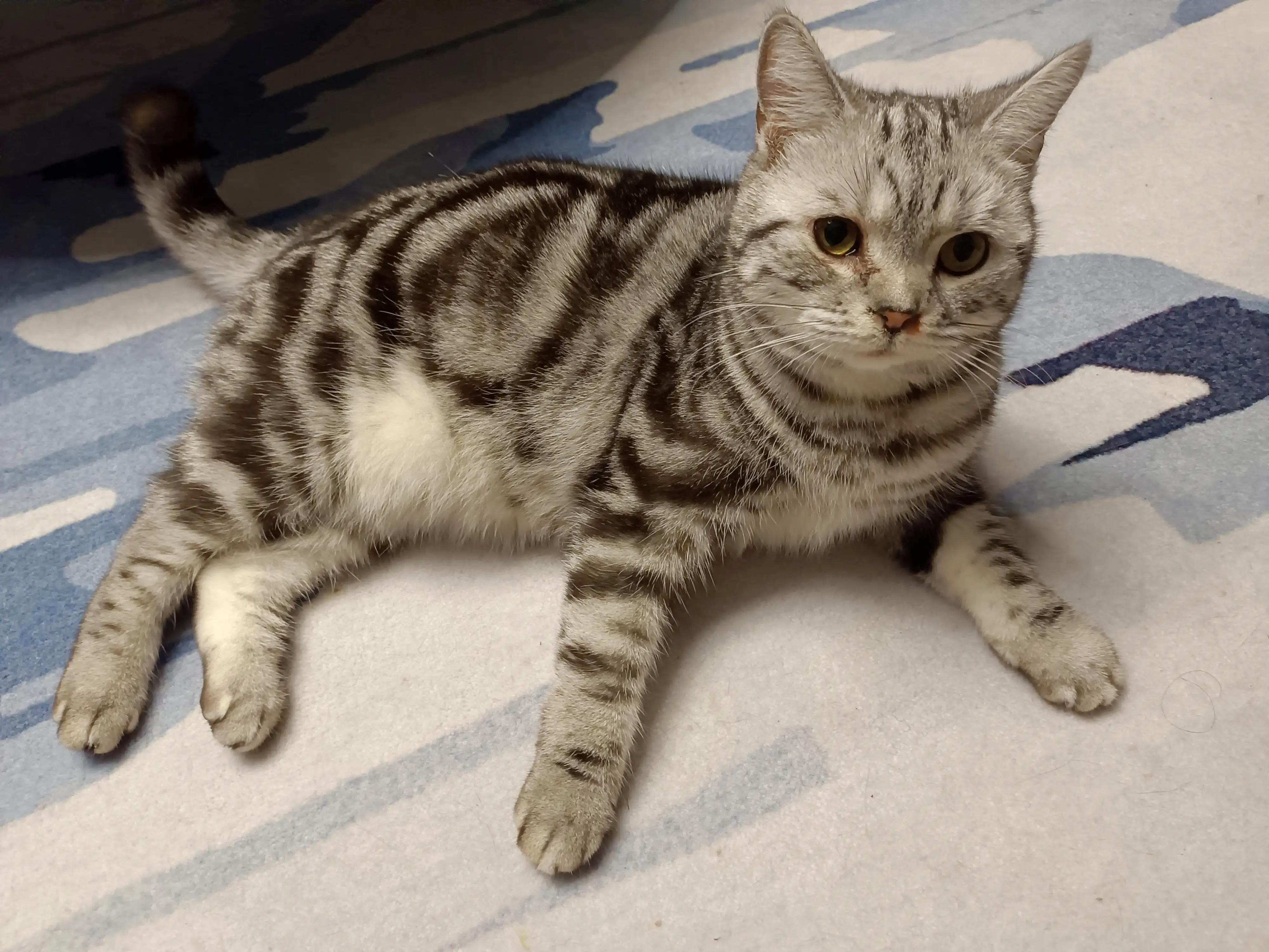 喵喵和猫猫的故事,小猫咪和小奶猫的故事