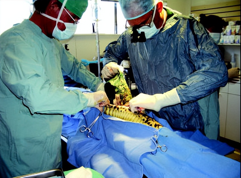 文胸、高尔夫、炮弹、珍珠、*物文**，盘点这些从动物肚里发现的东西