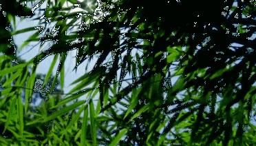 惠州柏塘罗浮山,惠州出发2天一夜旅游攻略图