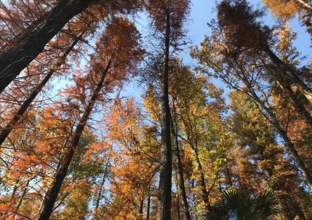 杭州周边赏秋好去处,杭州赏秋最佳攻略