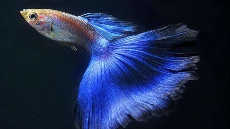 孔雀鱼的生物学特性及人工养殖和繁育技术