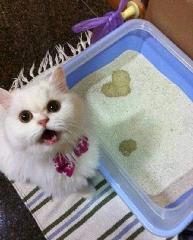 盘点那些奇怪的小猫咪搞笑的日常,盘点那些奇怪的小猫咪