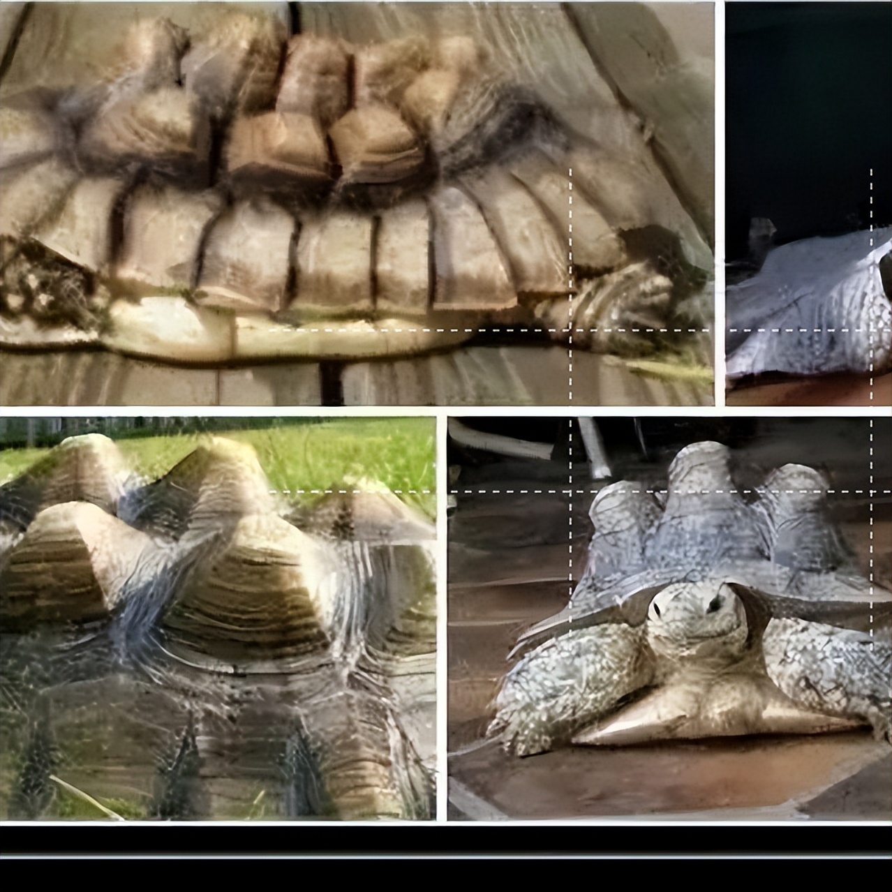 奇妙的陆龟,奇妙的小陆龟