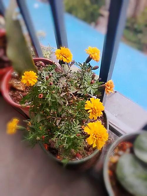 冷冬寒菊,冬菊与夏菊的区别