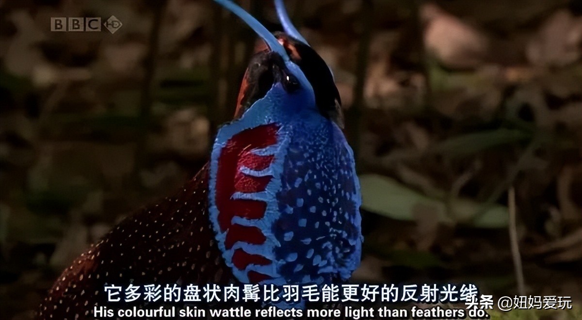 这几部口碑爆棚的宝藏纪录片,国庆孩子必看的8部神级纪录片