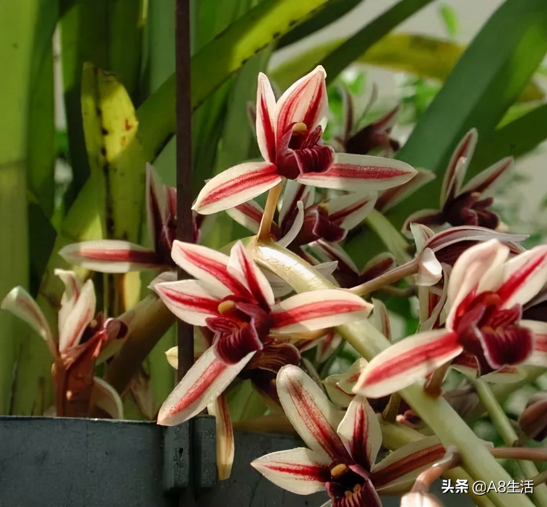 带你认识中华兰花纹瓣兰,顶级纹瓣兰图片