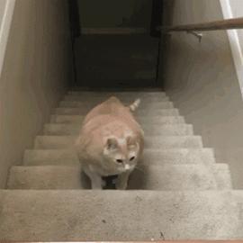 猫咪怎么看是女猫还是男猫,猫咪性别辨认