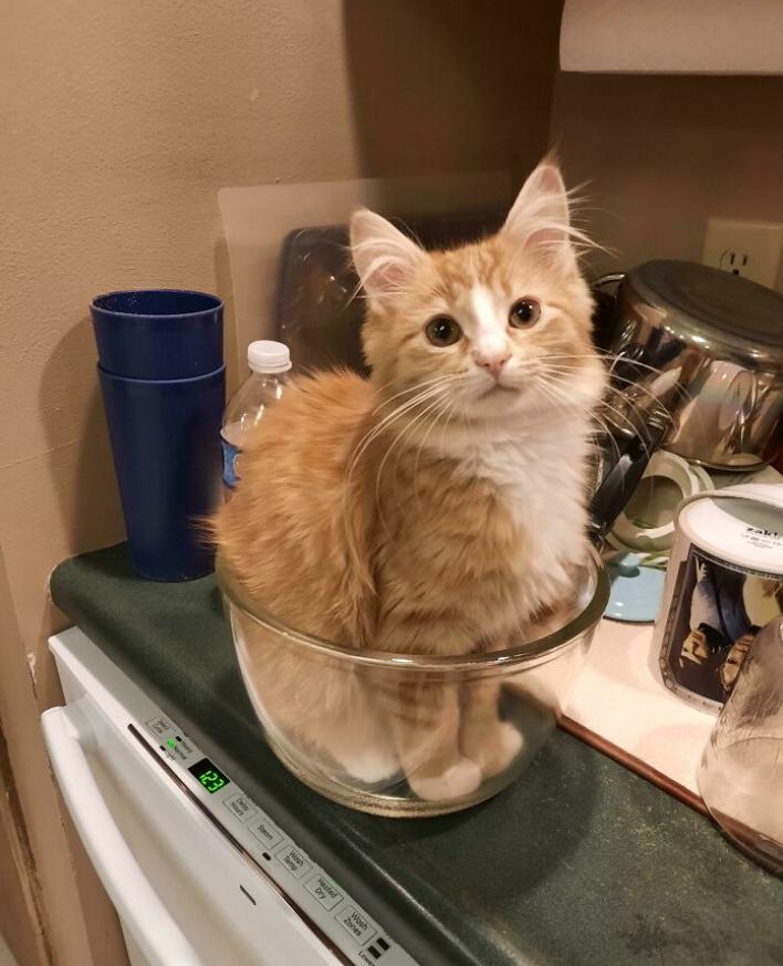 如何100%抓到一只小猫,如何抓猫咪陷阱