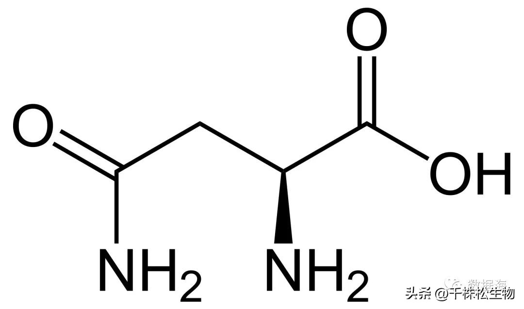 二十种氨基酸介绍,天门冬酰胺和天门冬氨酸的区别