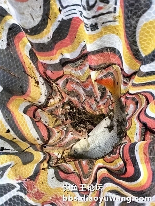 用饵料钓小河边的鱼,用钓鱼王饵料能钓到什么鱼