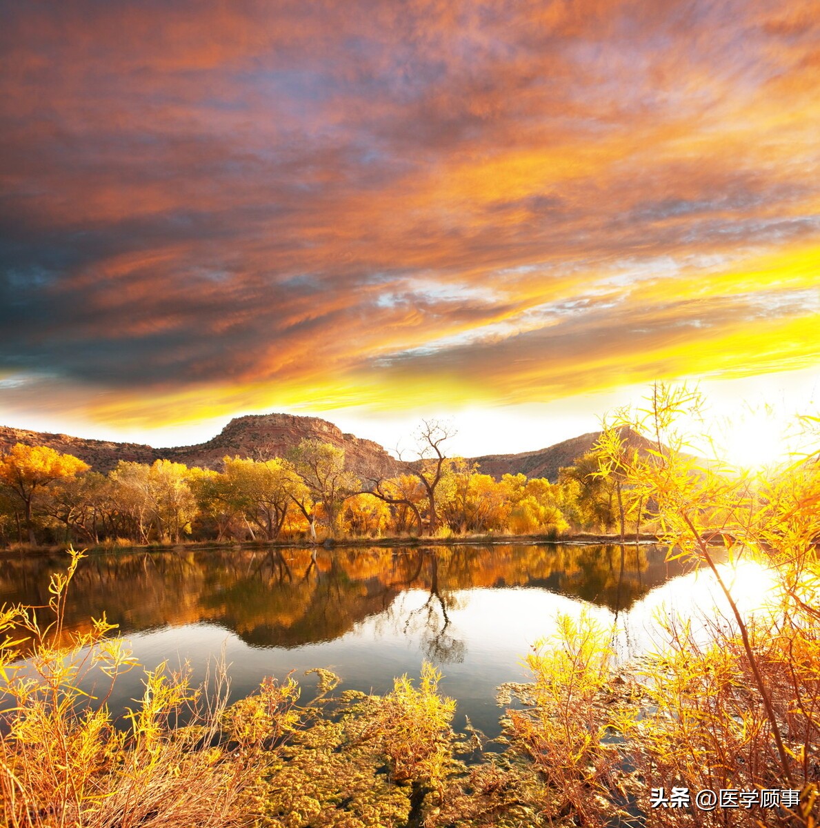 蒹葭苍苍白露为霜是写白露的吗,蒹葭苍苍白露为霜的白露是节气么