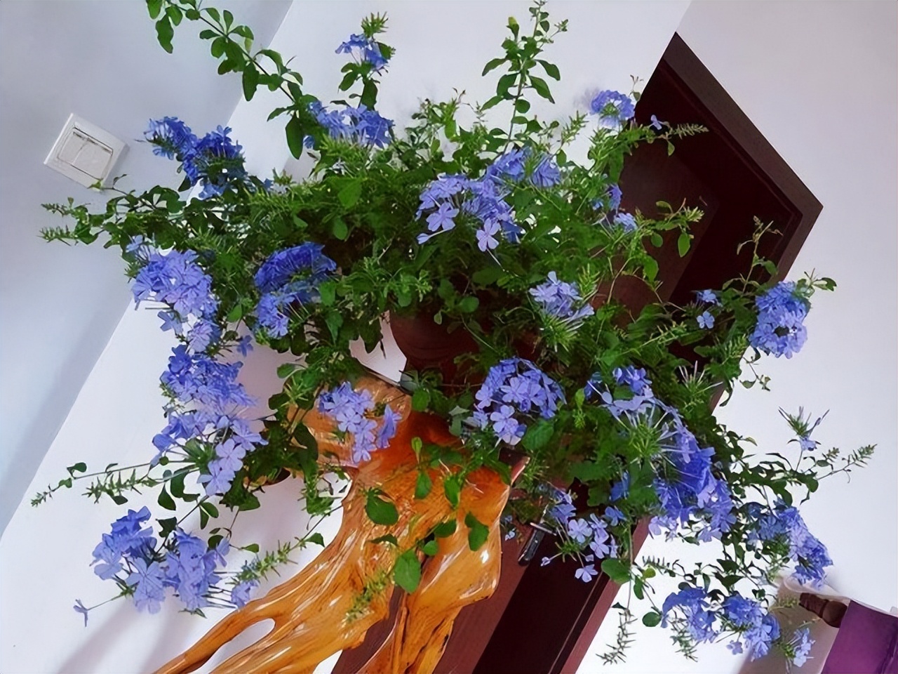 3种花耐干旱又好养一年开花,4种花容易打理易开花花期长