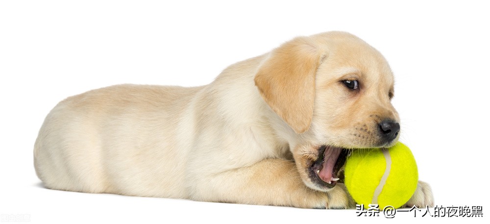 怎样判断自己养的狗是不是纯种,怎么确定自己可以养狗狗