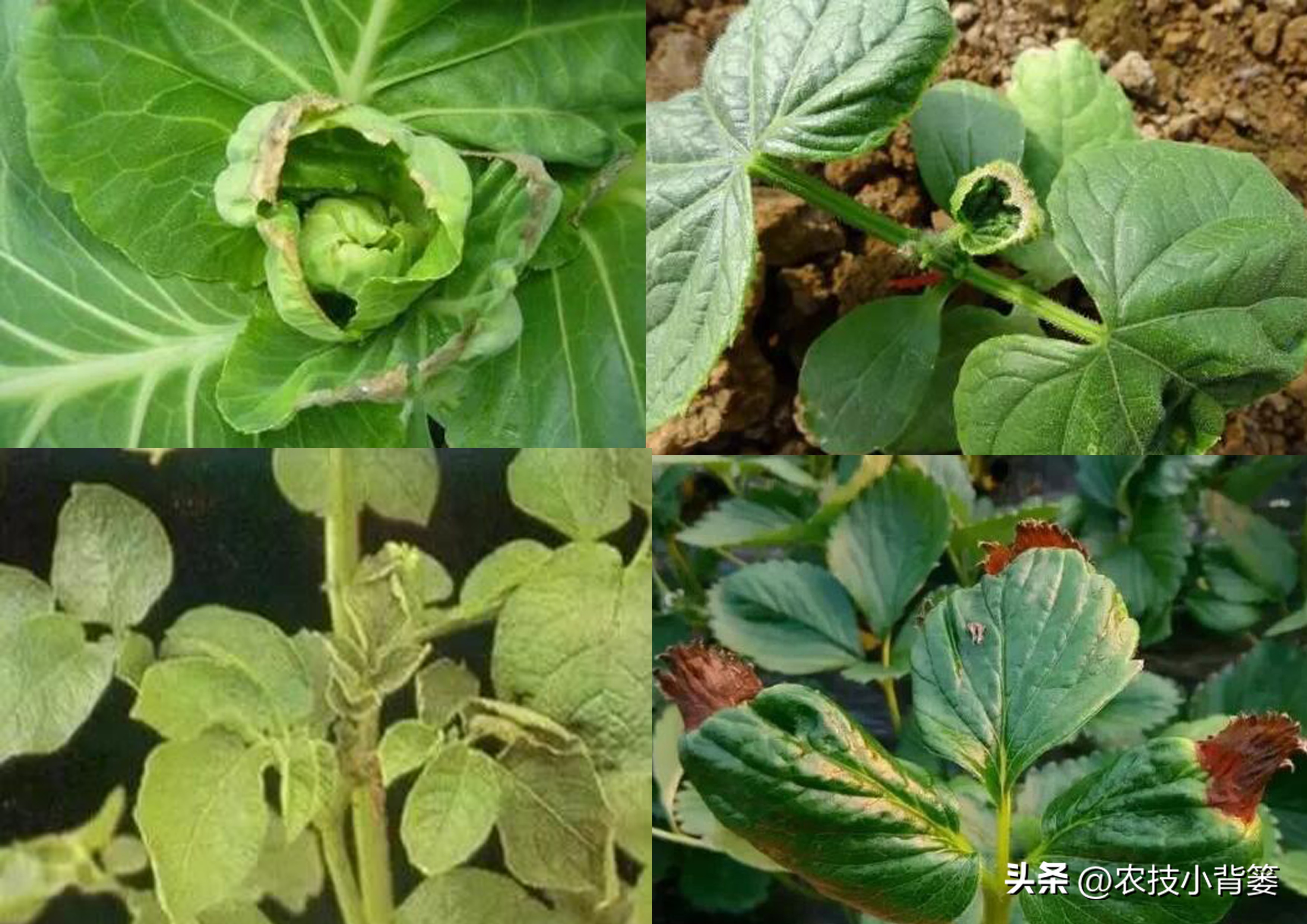 农作物缺钙补充什么肥料,为什么钙肥补了问题还是很多