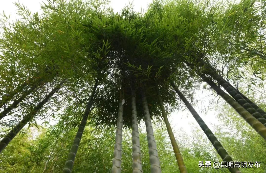 花博会云南,花博会来了