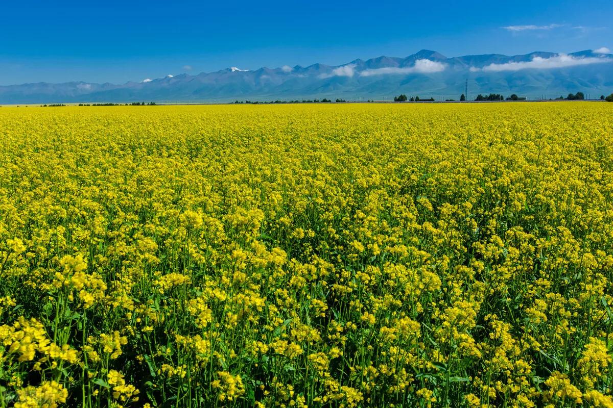 你所不知道的青海省的冷知识,青海冷知识图