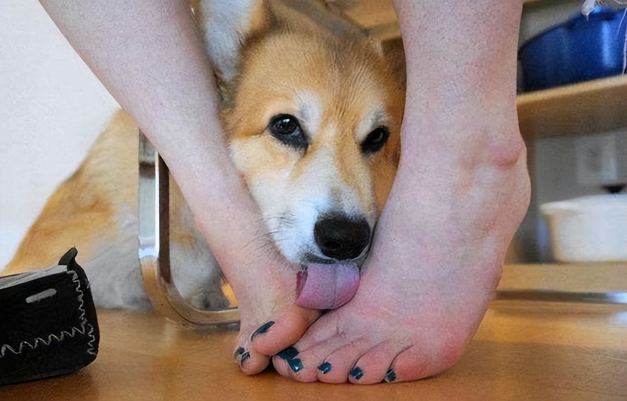 千万不要让狗去舔伤口很危险的,千万不要舔狗舔到最后一无所有