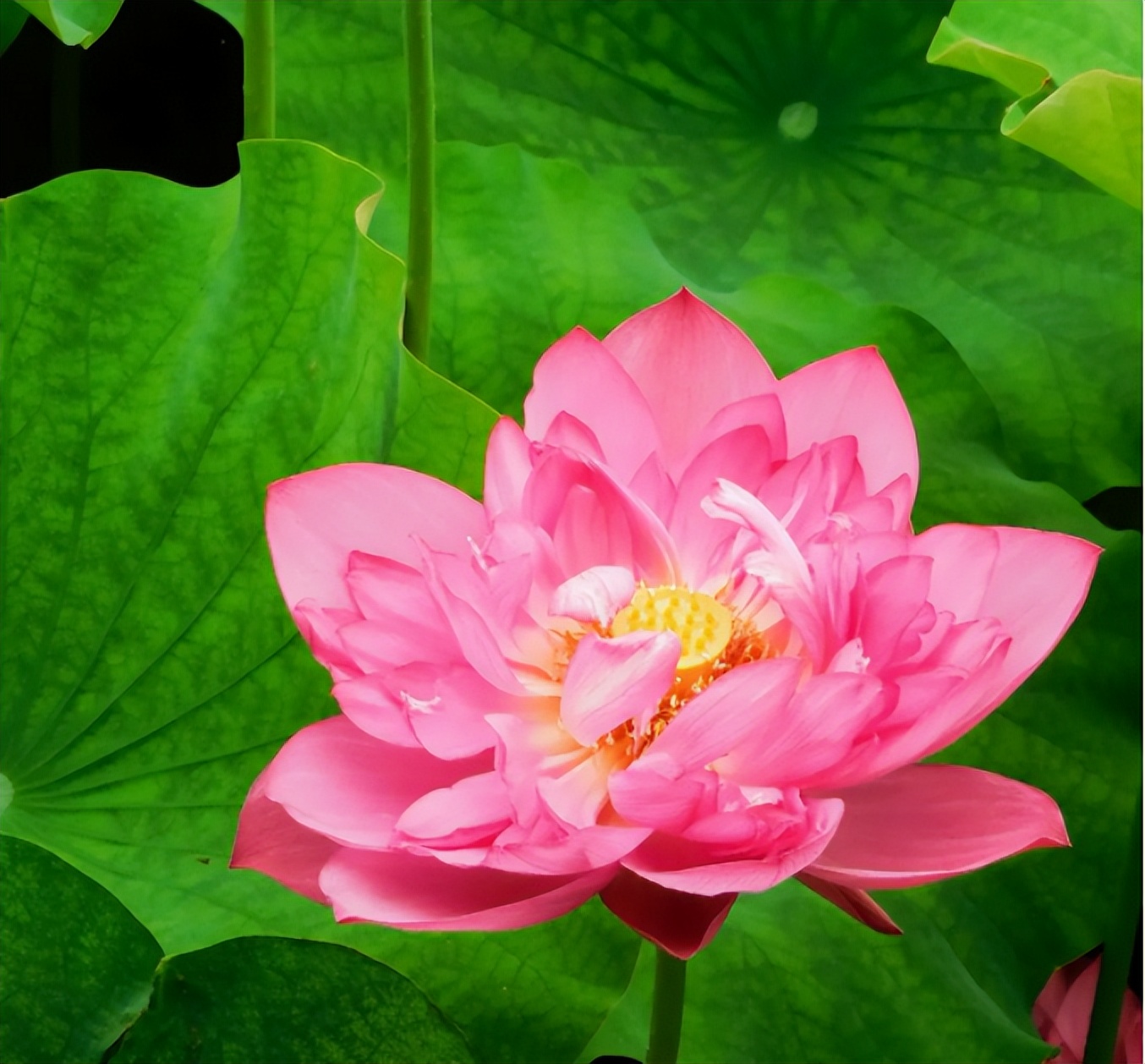 杨逸明诗词创作风格研究｜梦欣