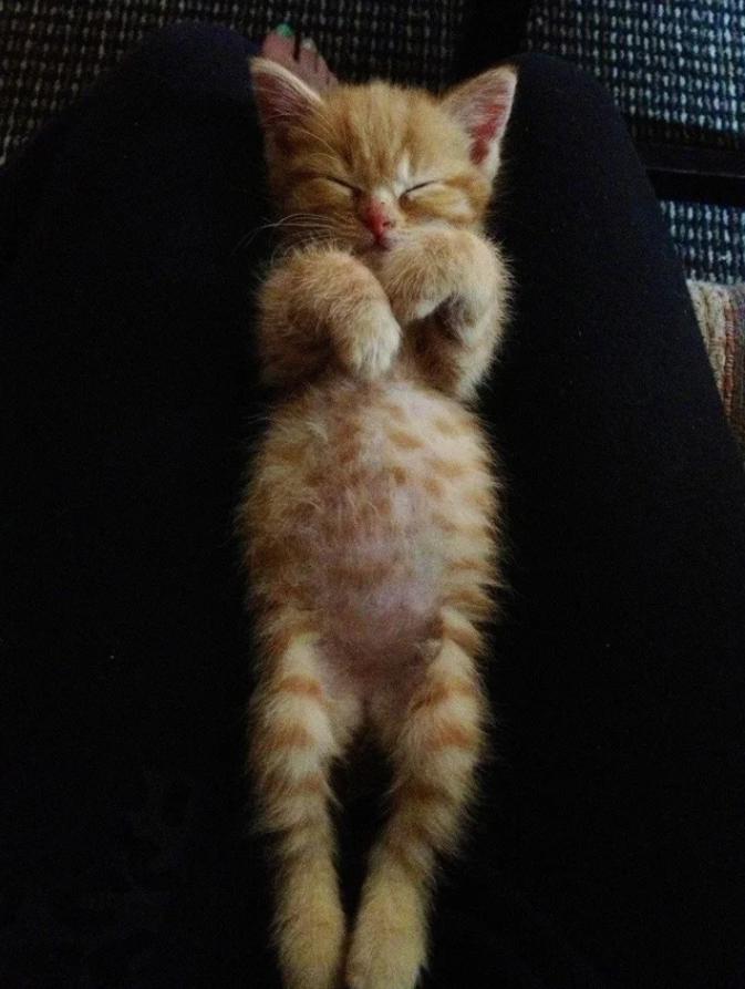 奶猫腹部稍硬就是要排便,奶猫体检