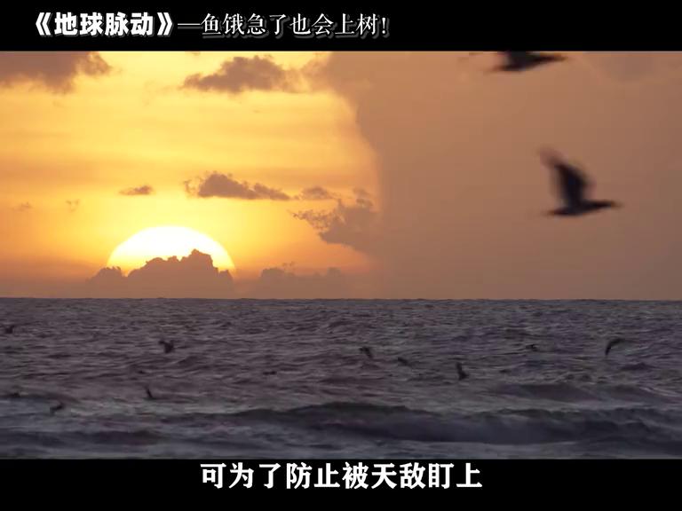 鱼被逼急了，也是会上树的！#自然