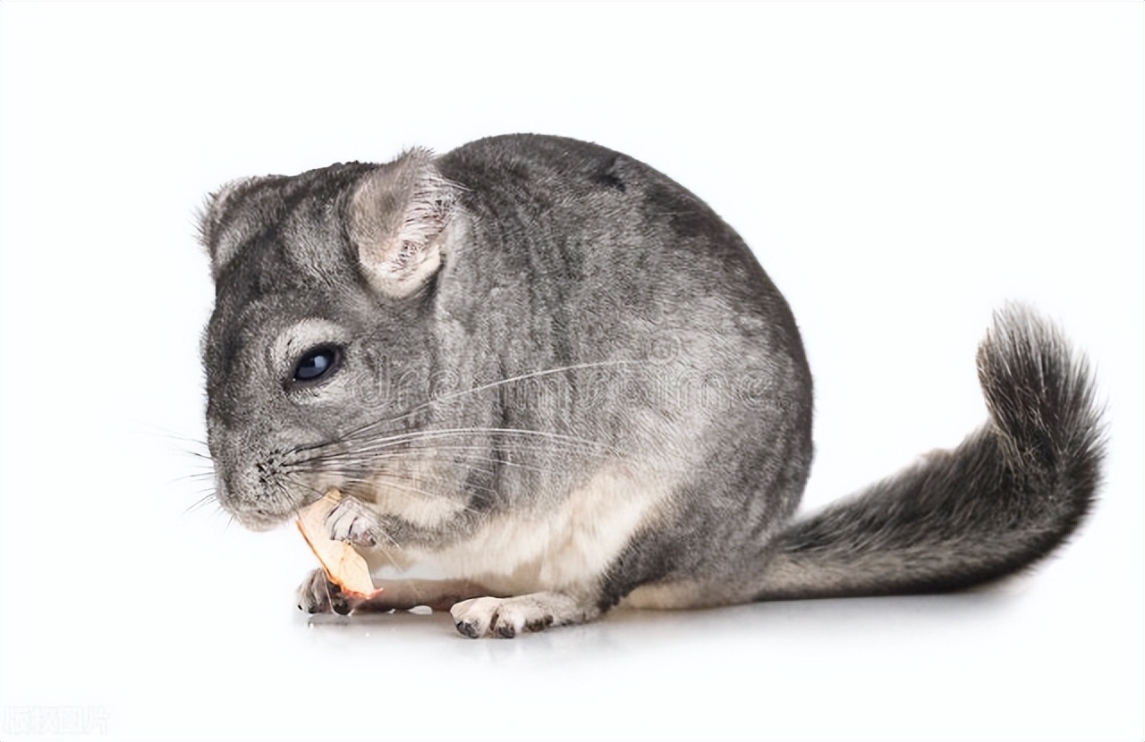 什么龙猫最便宜又好养,龙猫可爱萌图片大全