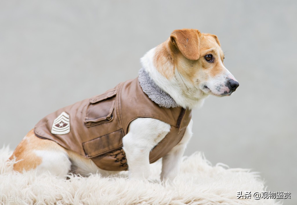 冬天衣服上的狗毛怎么处理,狗毛粘到油垢怎么去除