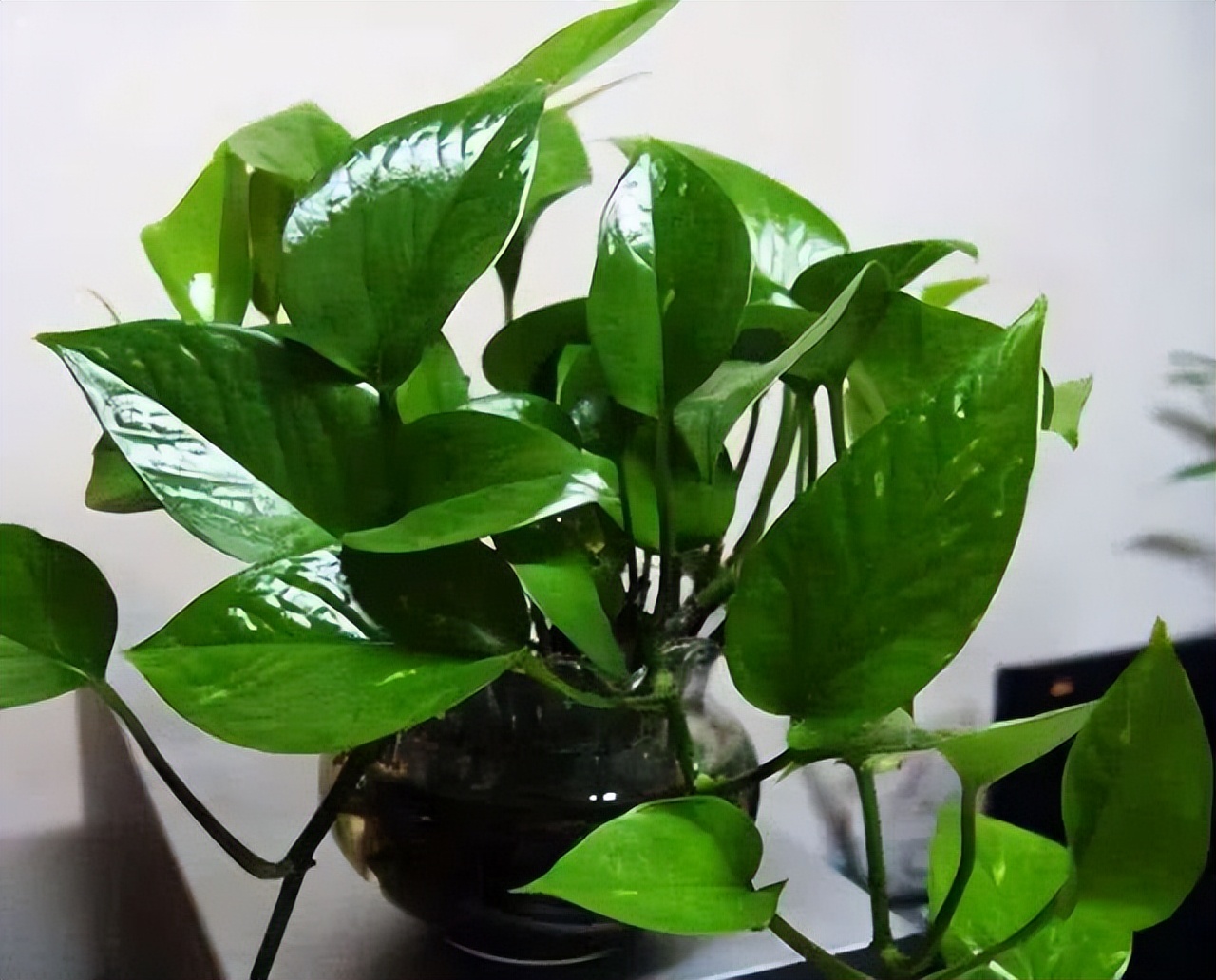 夏天如何让绿萝快速长爆盆,绿萝每天喷湿叶片