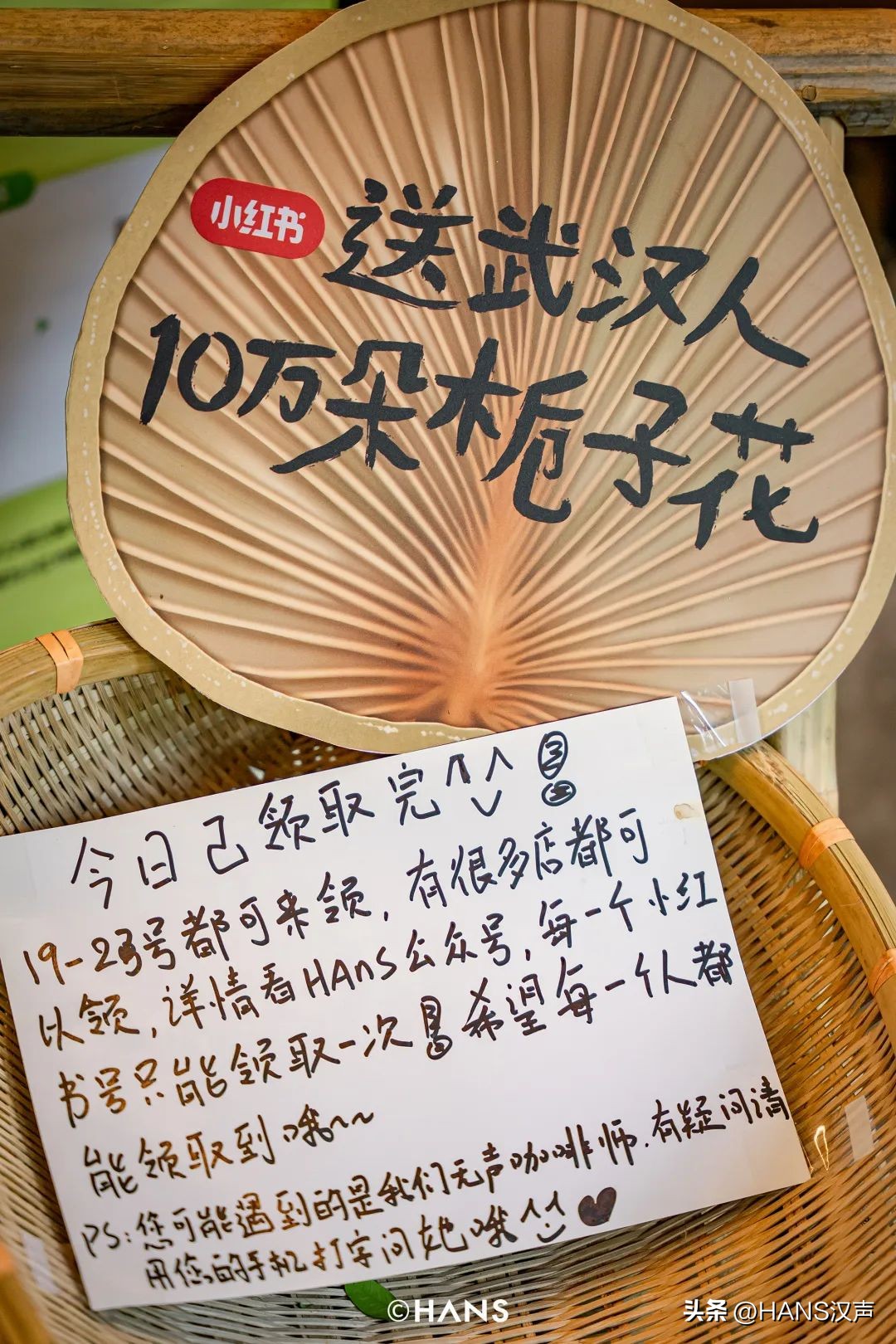 武汉一万朵栀子花,武汉人栀子花