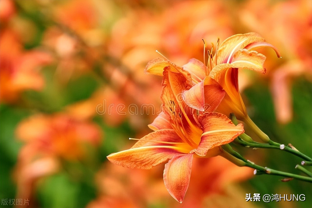 母亲节忘忧草,萱草忘忧母亲节