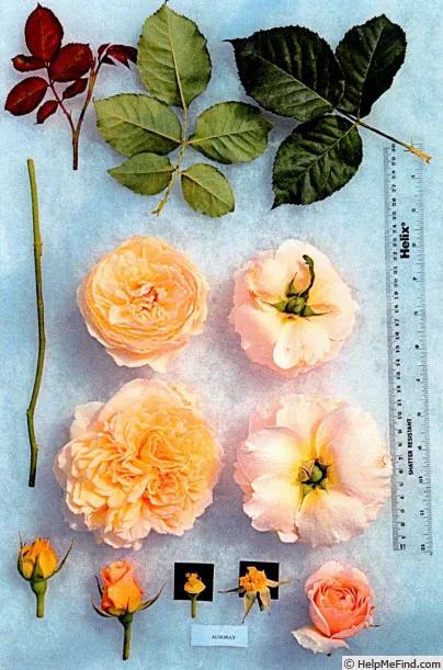 艾菲月季花,艾菲奥斯汀月季