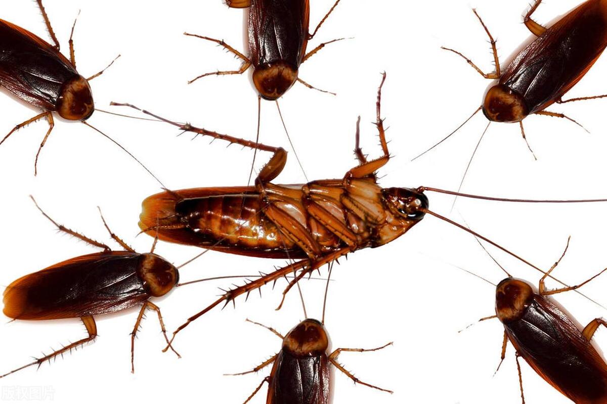 酒精能杀死蟑螂的细菌吗,沸水能杀死蟑螂吗