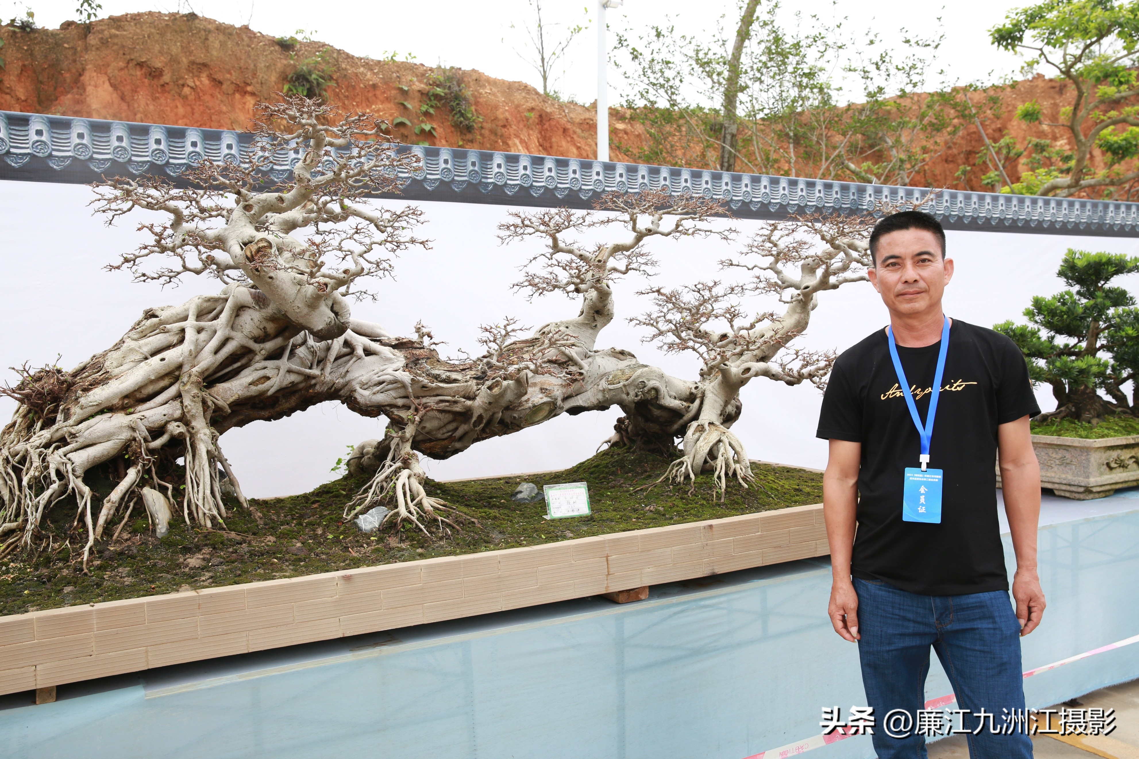 最高端的盆景展,一场惊艳的盆景展