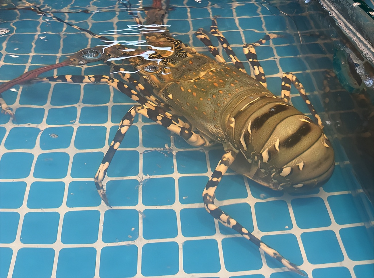 白马井特色旅游夜市广场开门了么,白马井新开的夜市